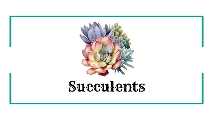 Succulents