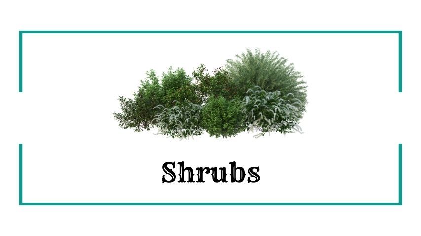 Shrubs