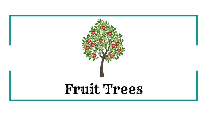Fruit Trees