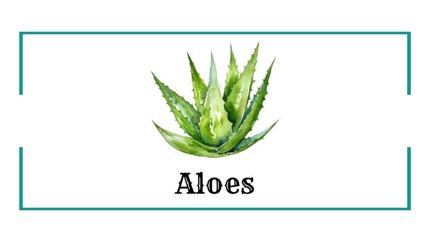 Aloes
