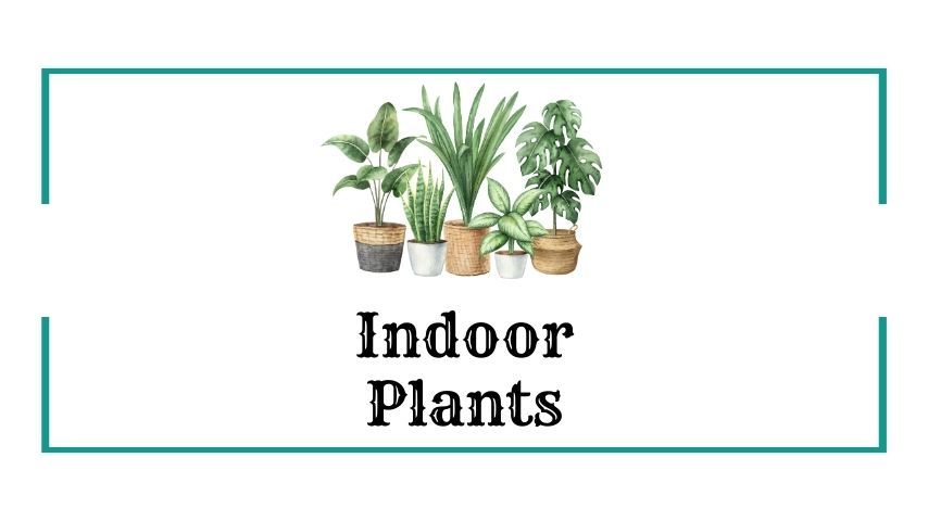 Indoor Plants