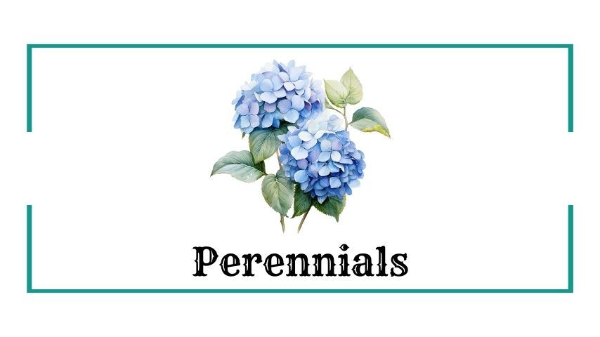Perennials